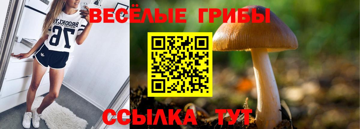 Псилоцибиновые грибы Psilocybe Гусиноозёрск